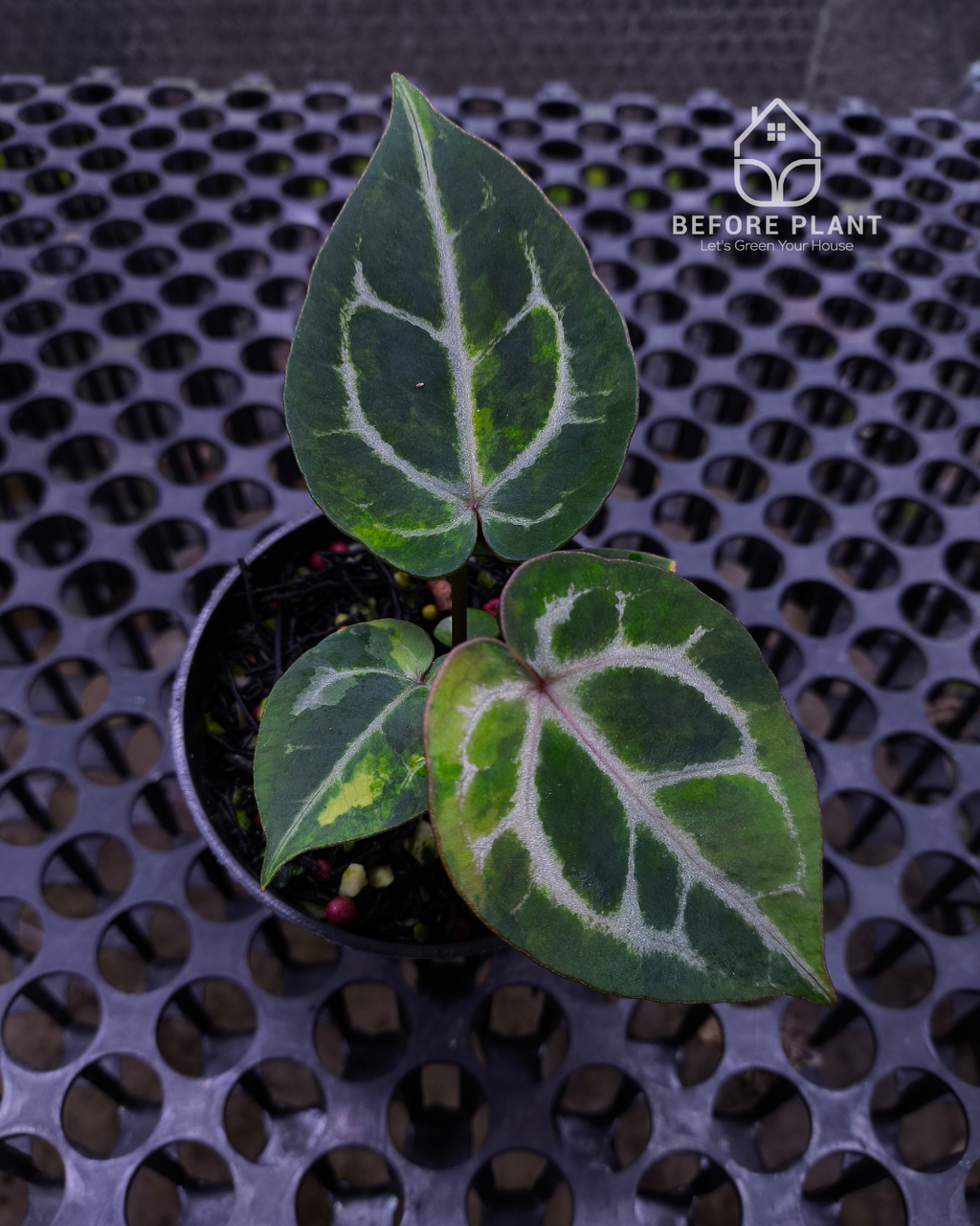 Anthurium Michelle x Silver Blush KOS/HU