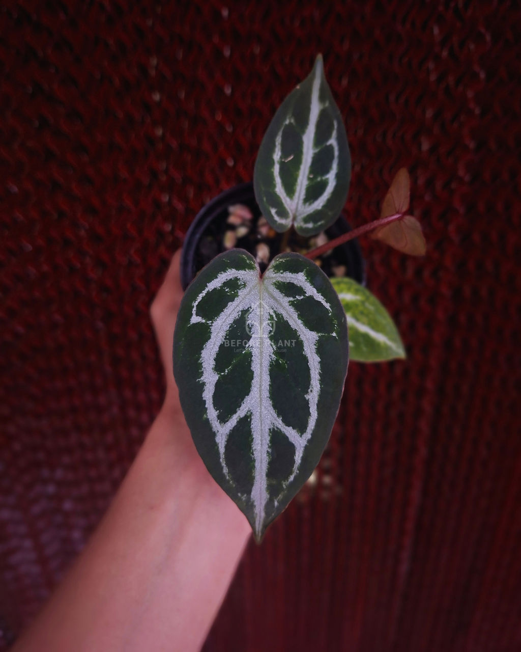 Anthurium Silver Butterfly x Michelle