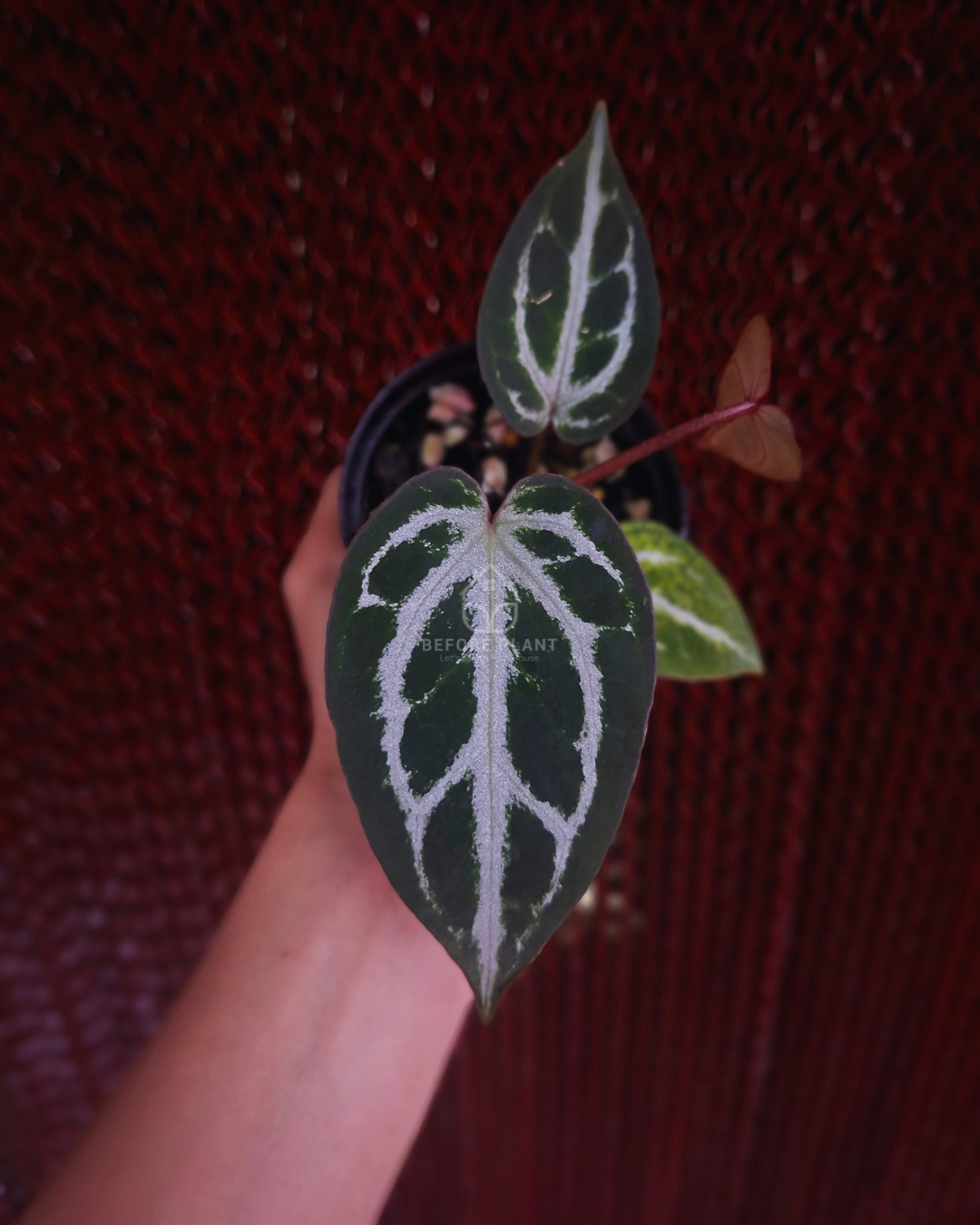 Anthurium Silver Butterfly x Michelle
