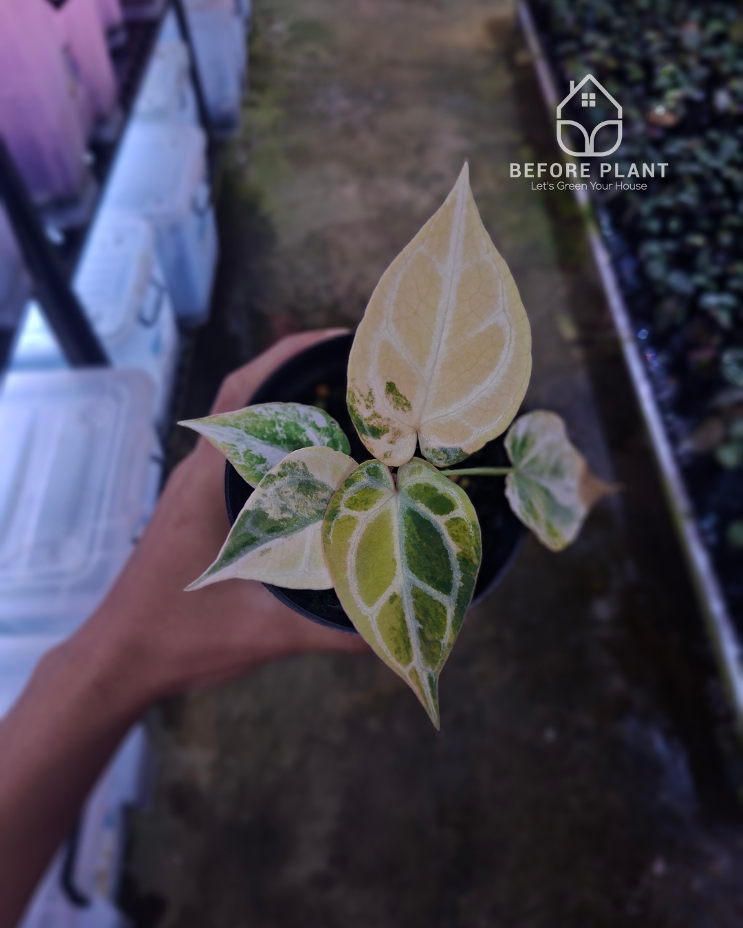 Anthurium Black Venom x Red Crystal NSE