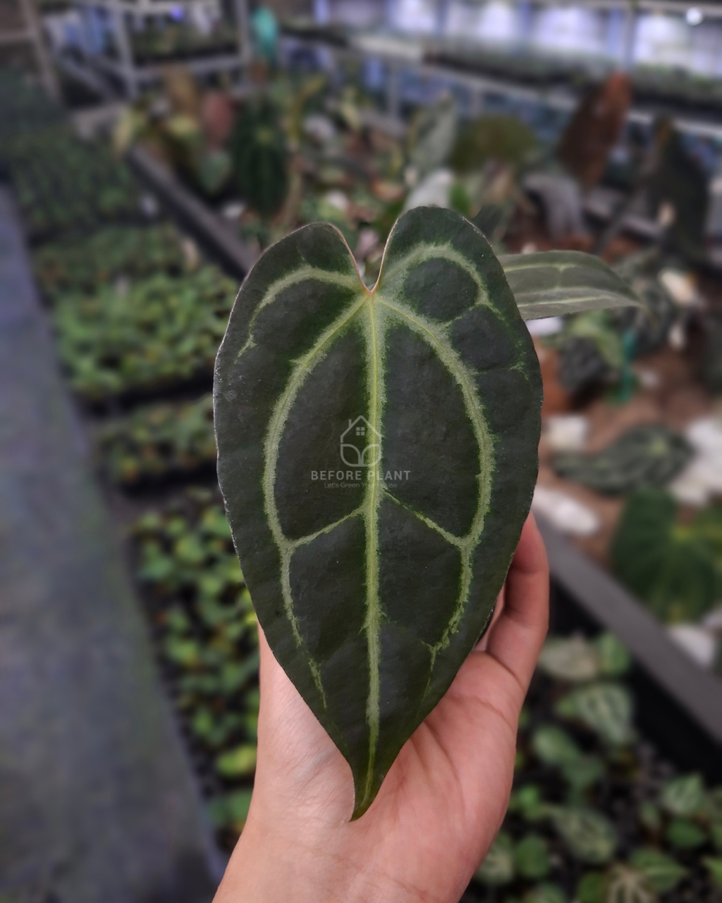 Anthurium Black Venom x RVC Michelle ( Standard form )