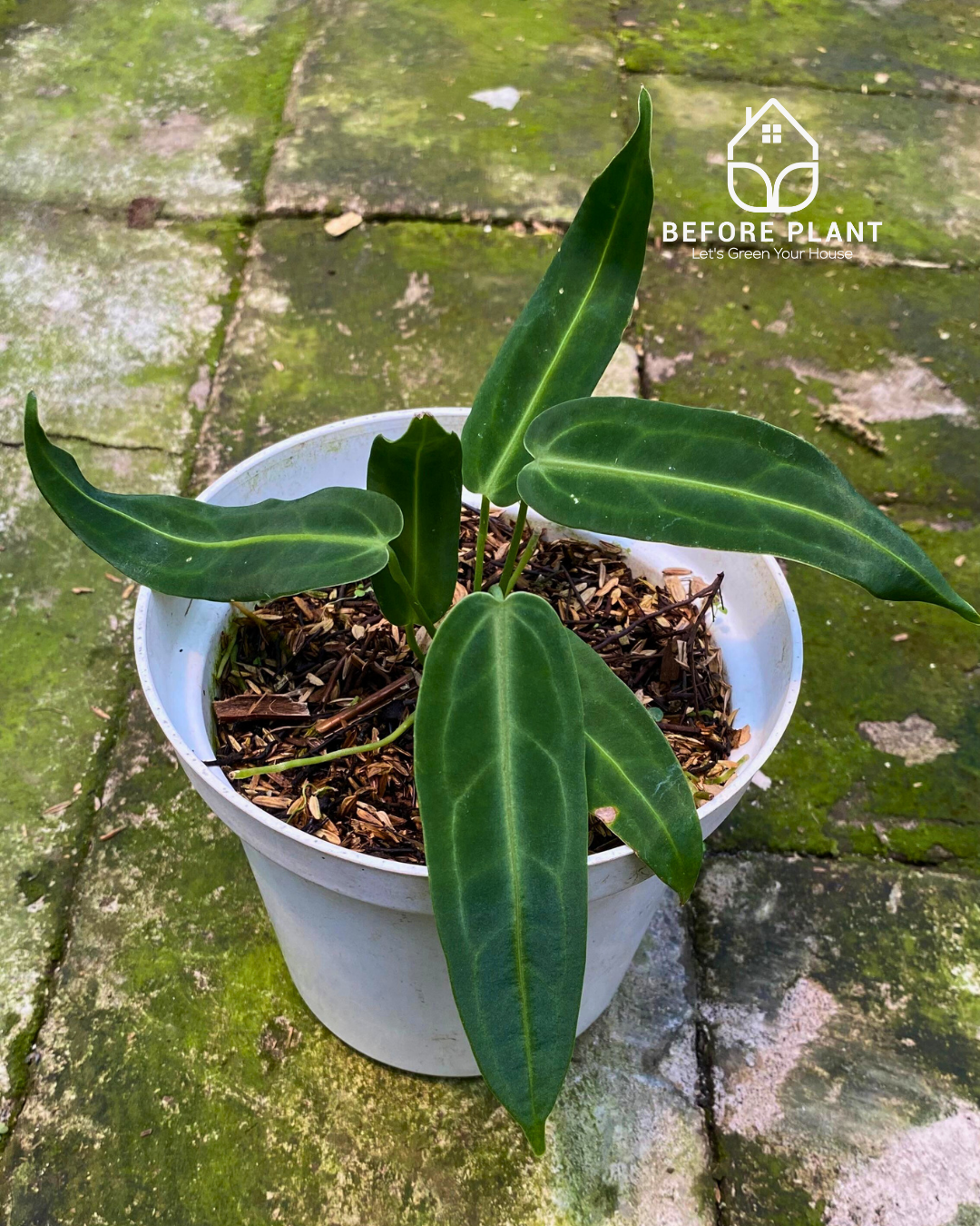 Anthurium Warocqueanum