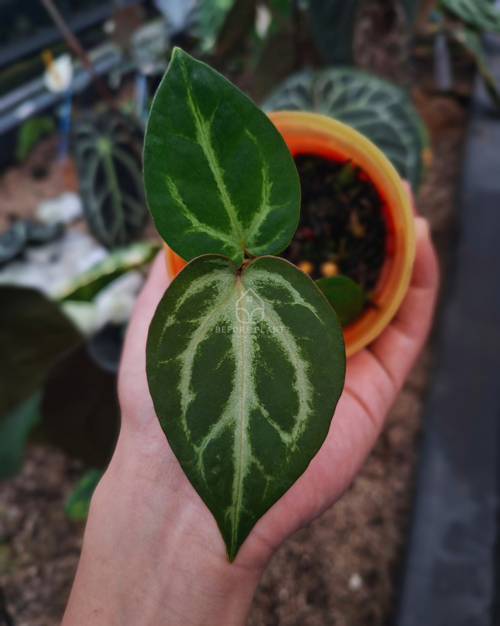 Anthurium Indigo x Panglima