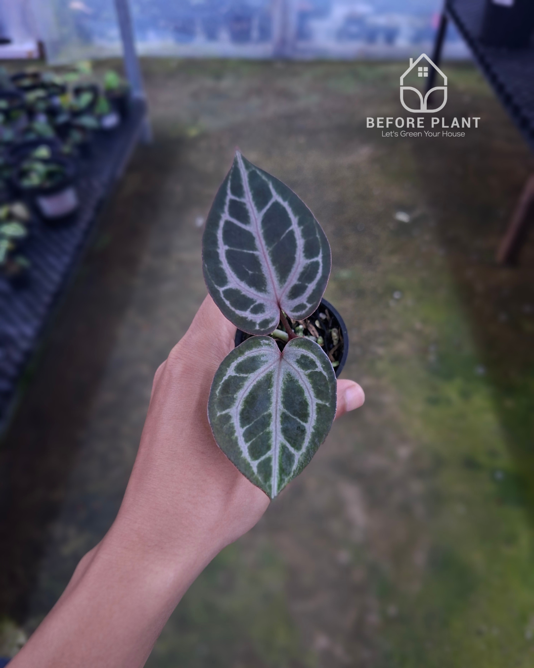 Anthurium Indigo x Red Tiger