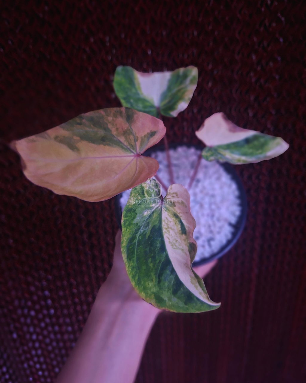 Anthurium Papi Pink x Red Crystal