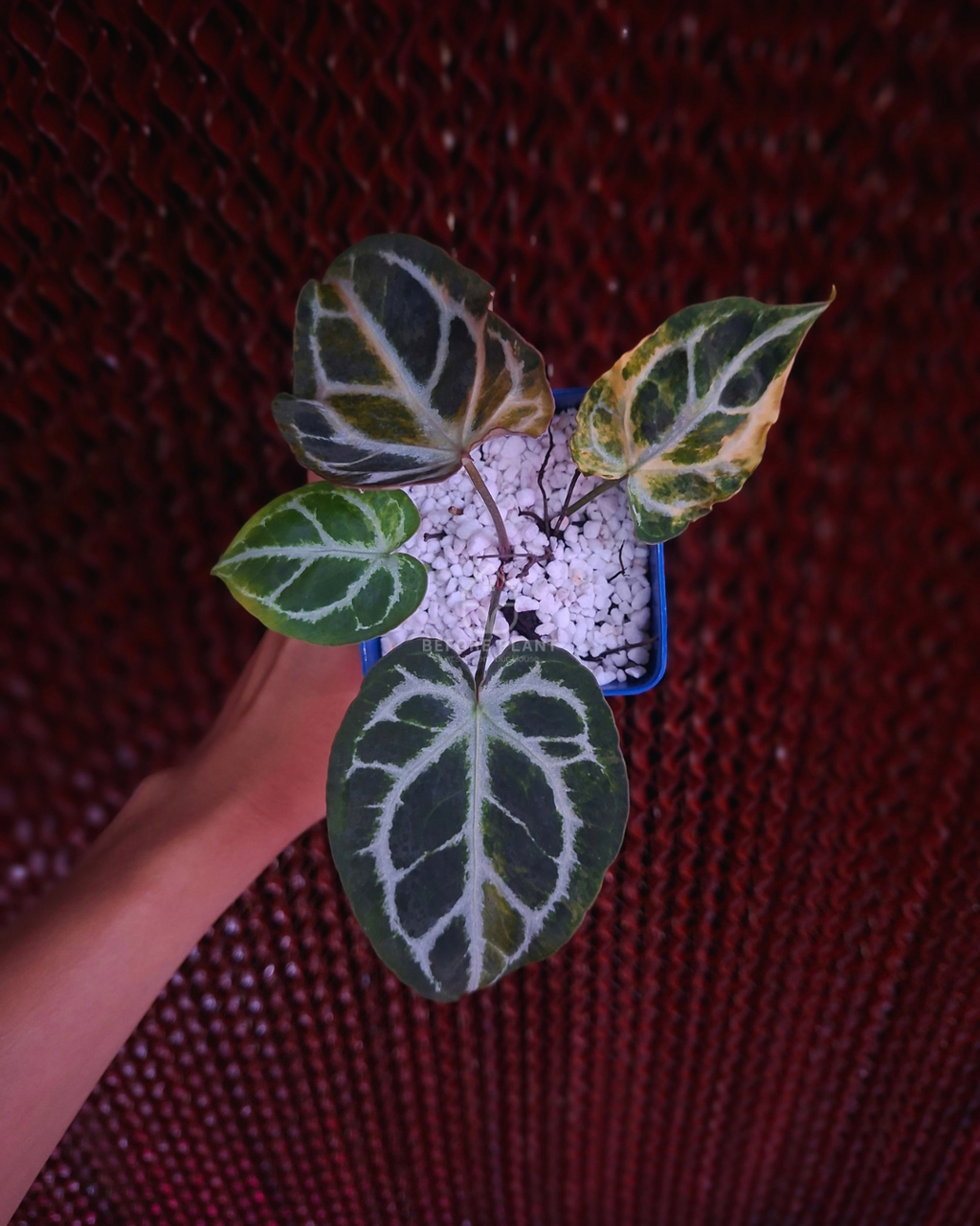 Anthurium Magna x Hellboy