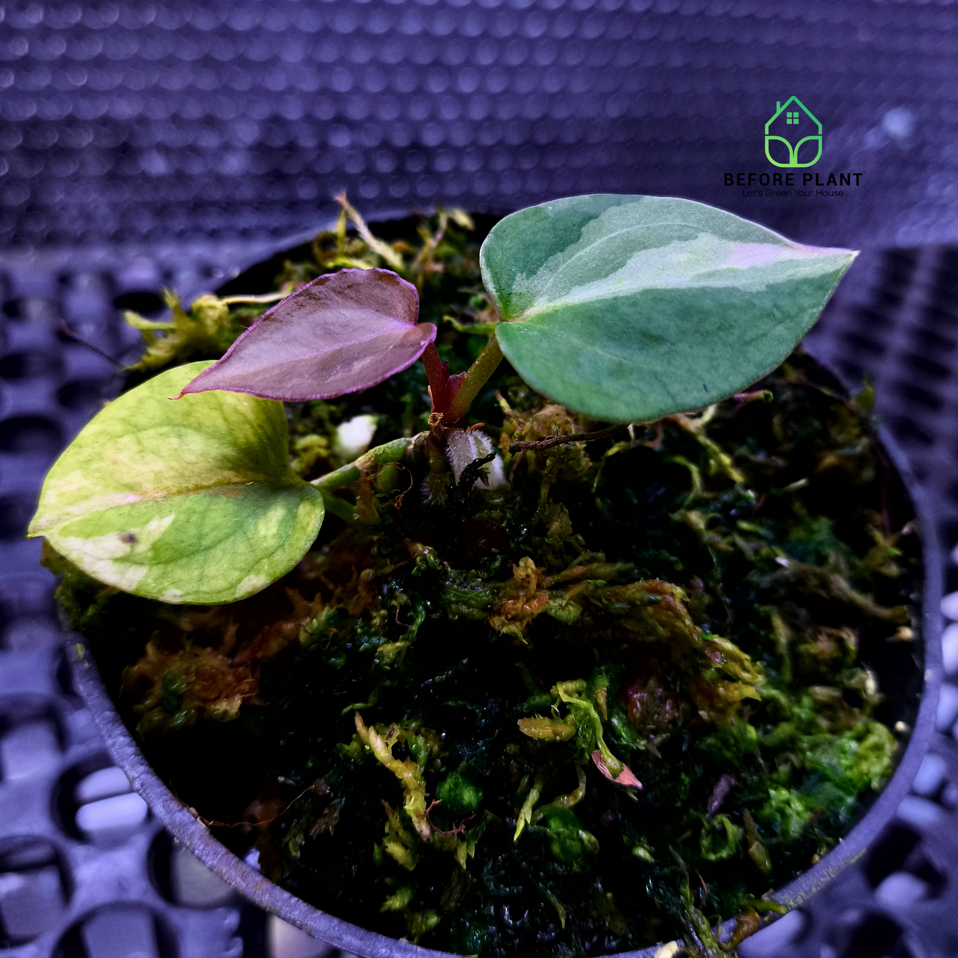 Anthurium King of Spades (HU)