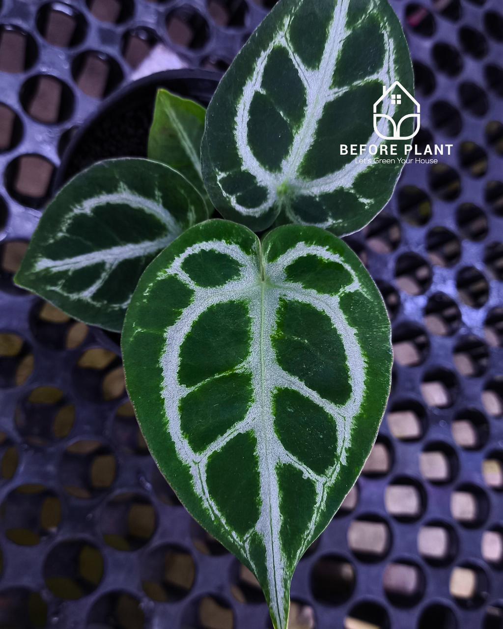 Anthurium Dorayaki x Red Tiger