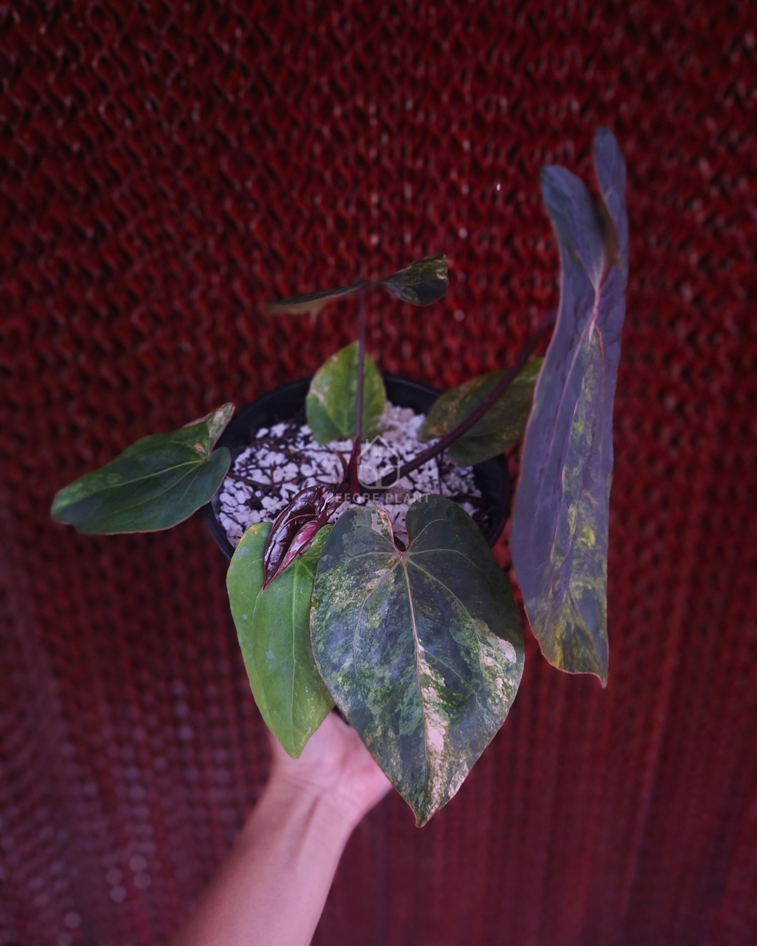Anthurium Black Venom x Twilight Armor