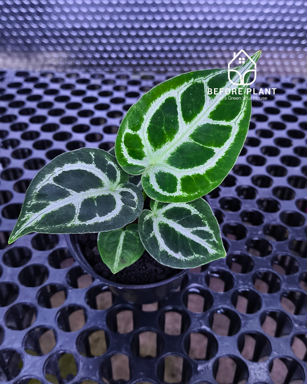 Anthurium Dorayaki x Red Tiger