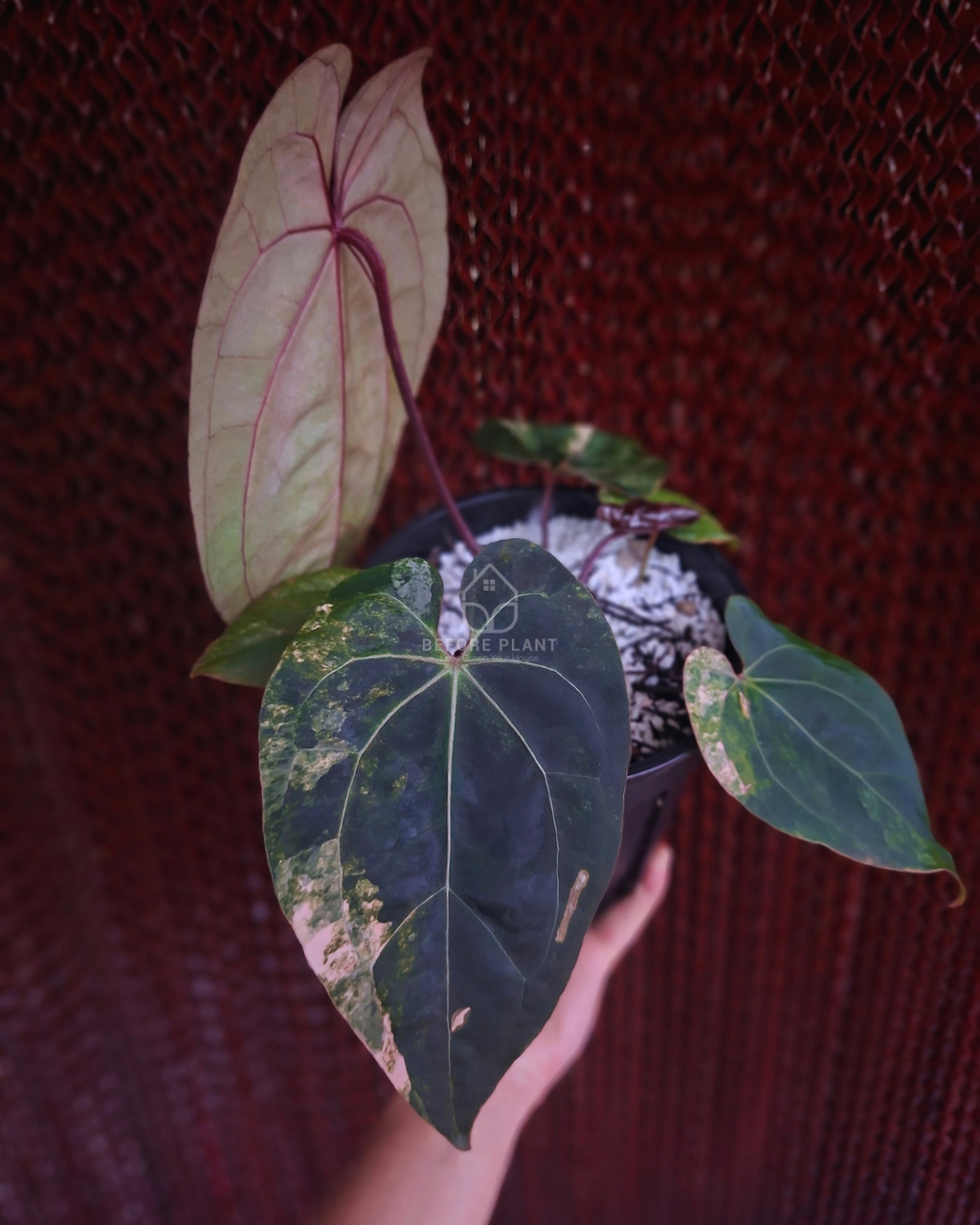 Anthurium Black Venom x Twilight Armor