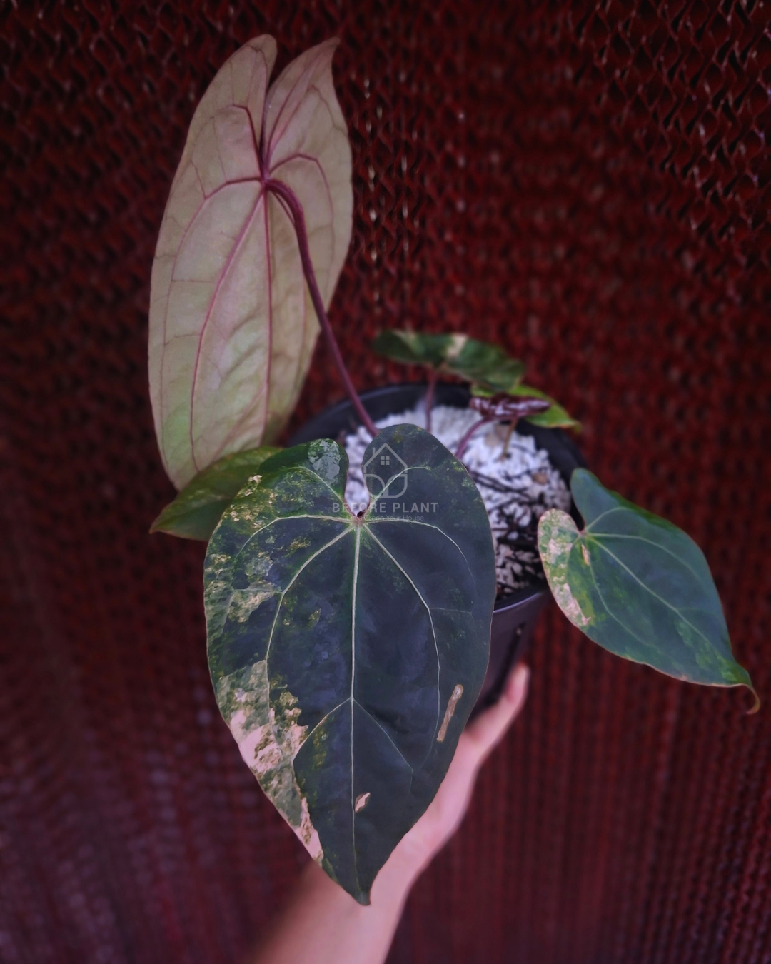 Anthurium Black Venom x Twilight Armor