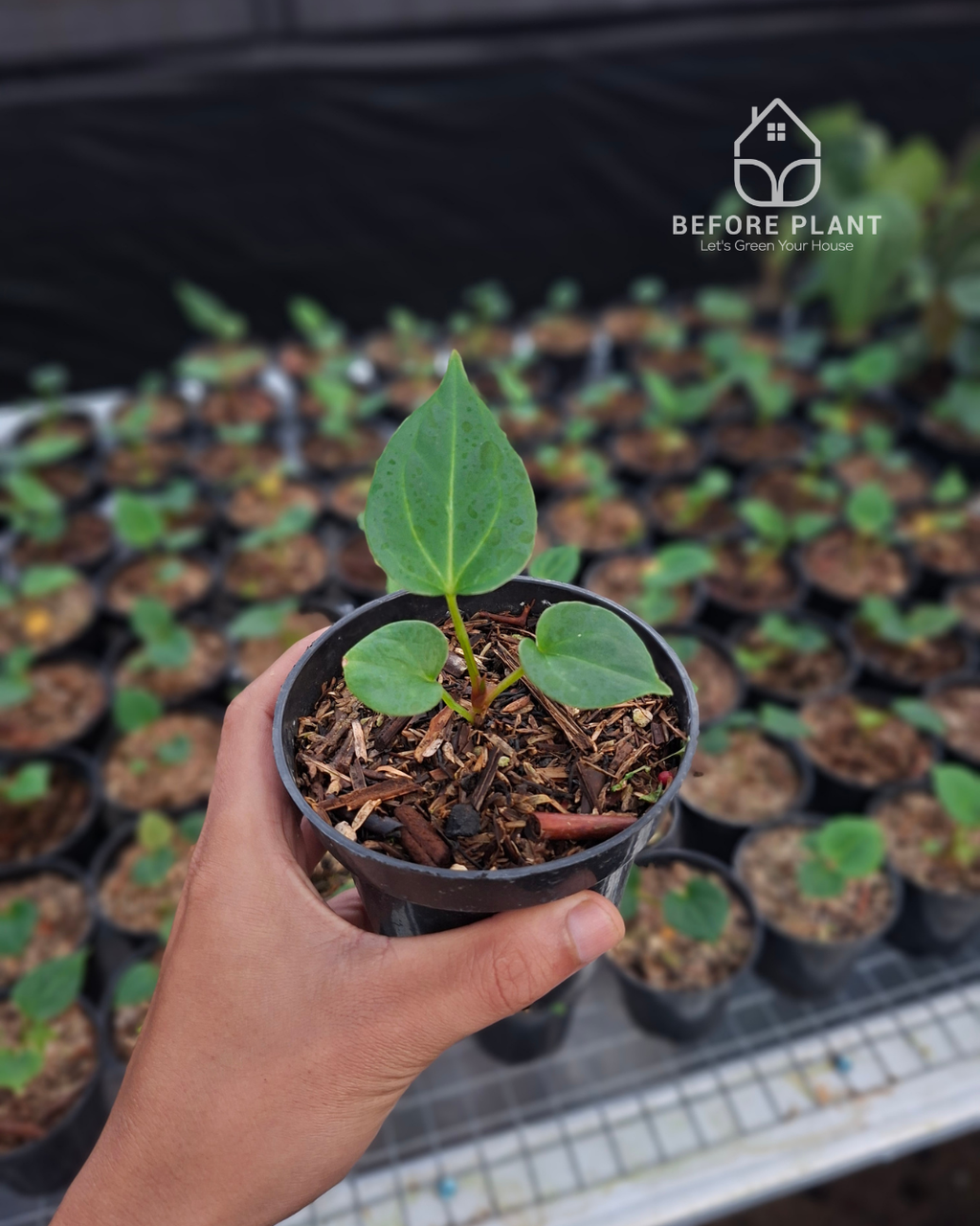 Anthurium King Of Spades / HU