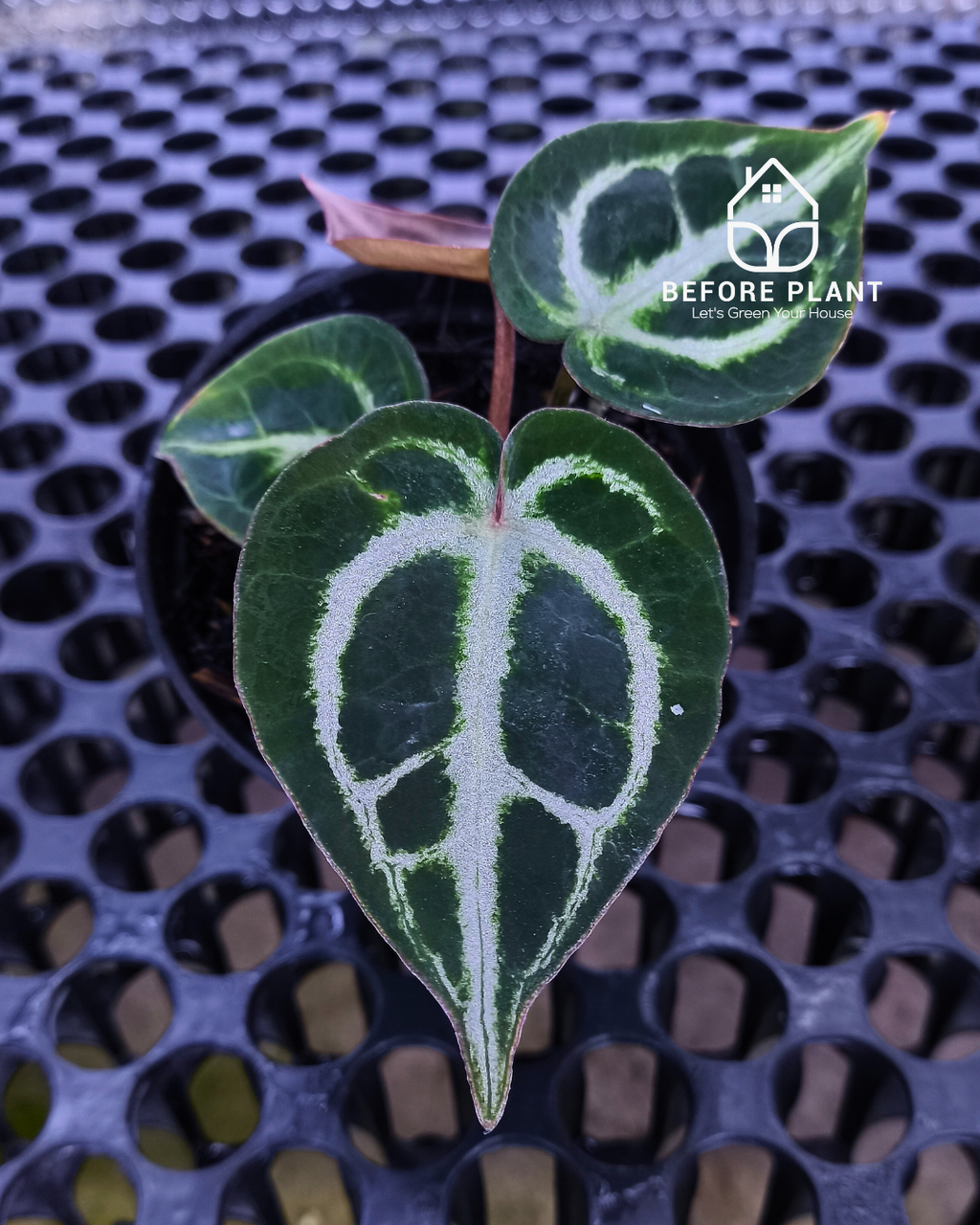 Anthurium Dorayaki x Red Tiger