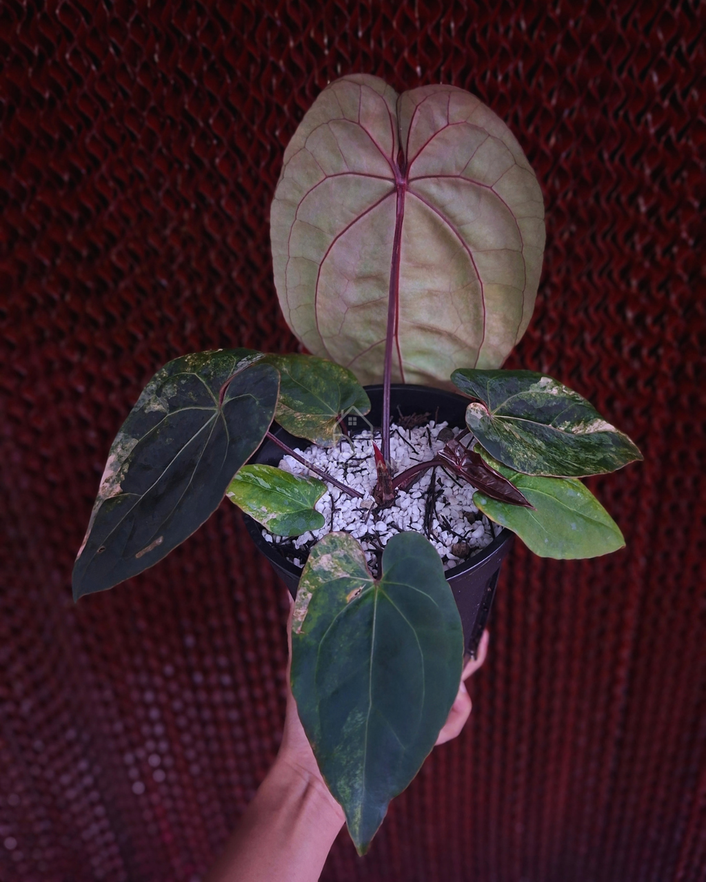 Anthurium Black Venom x Twilight Armor