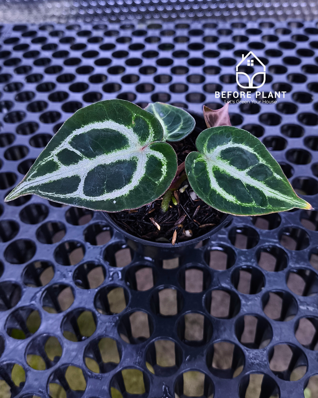 Anthurium Dorayaki x Red Tiger