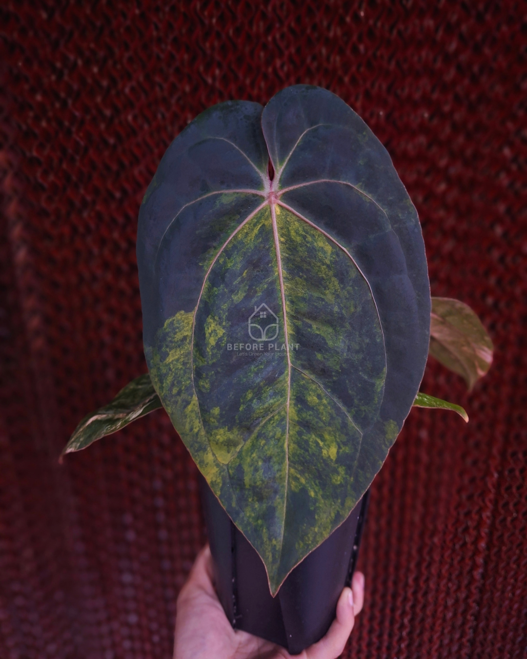 Anthurium Black Venom x Twilight Armor