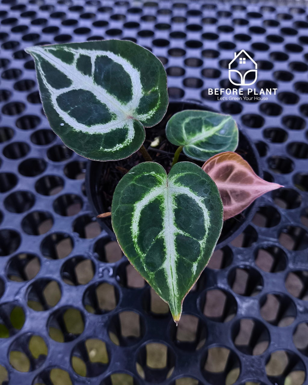 Anthurium Dorayaki x Red Tiger