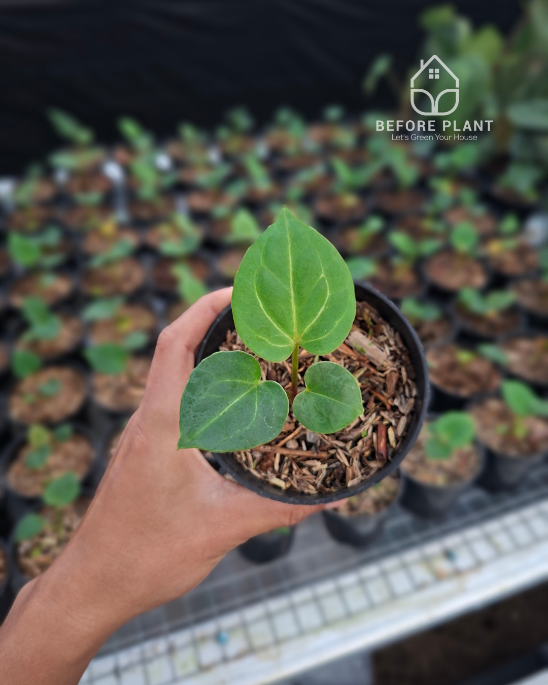 Anthurium King Of Spades / HU