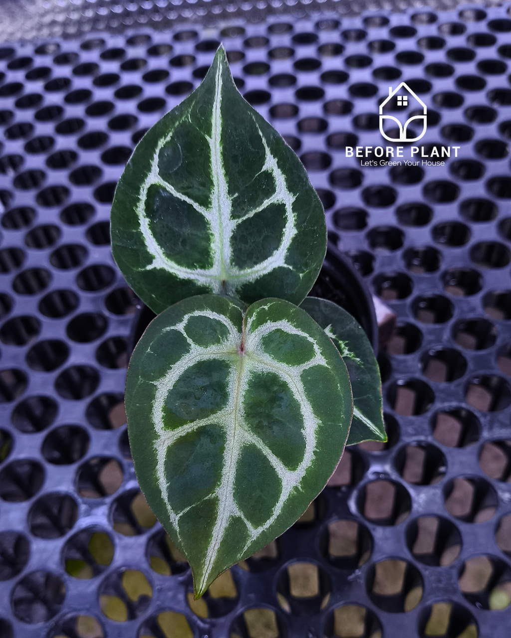 Anthurium Dorayaki x Red Tiger