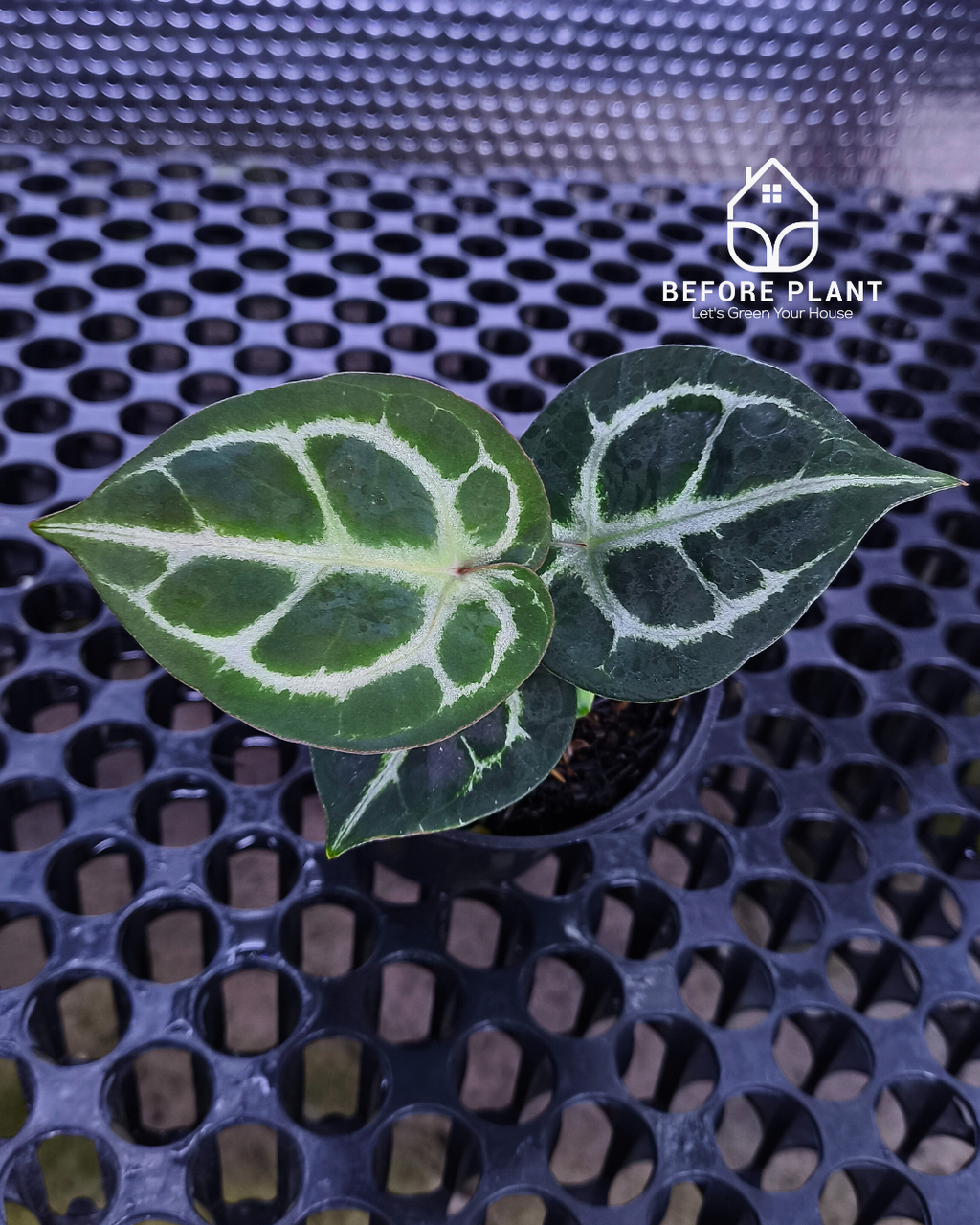 Anthurium Dorayaki x Red Tiger