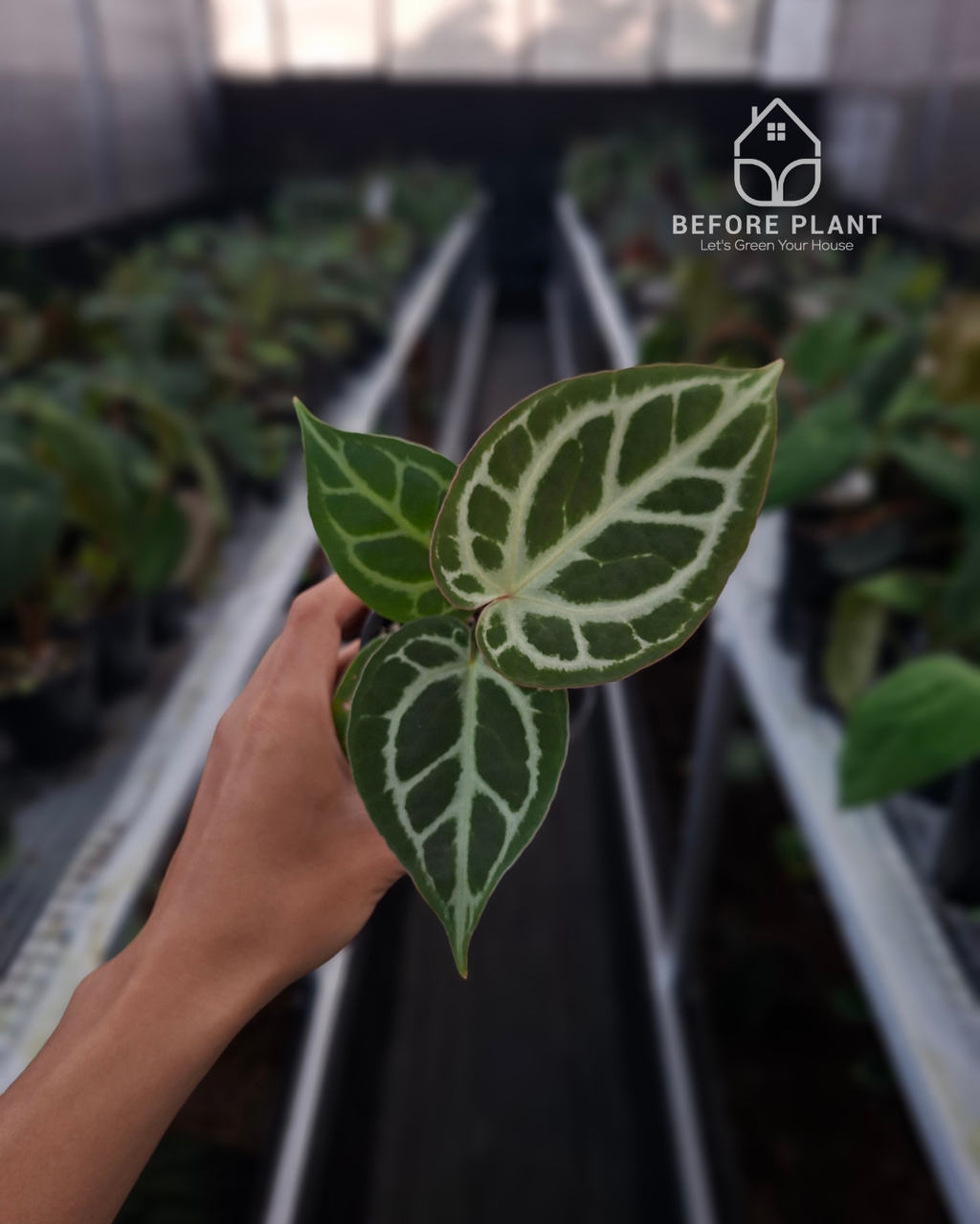 Anthurium Silver x Michelle