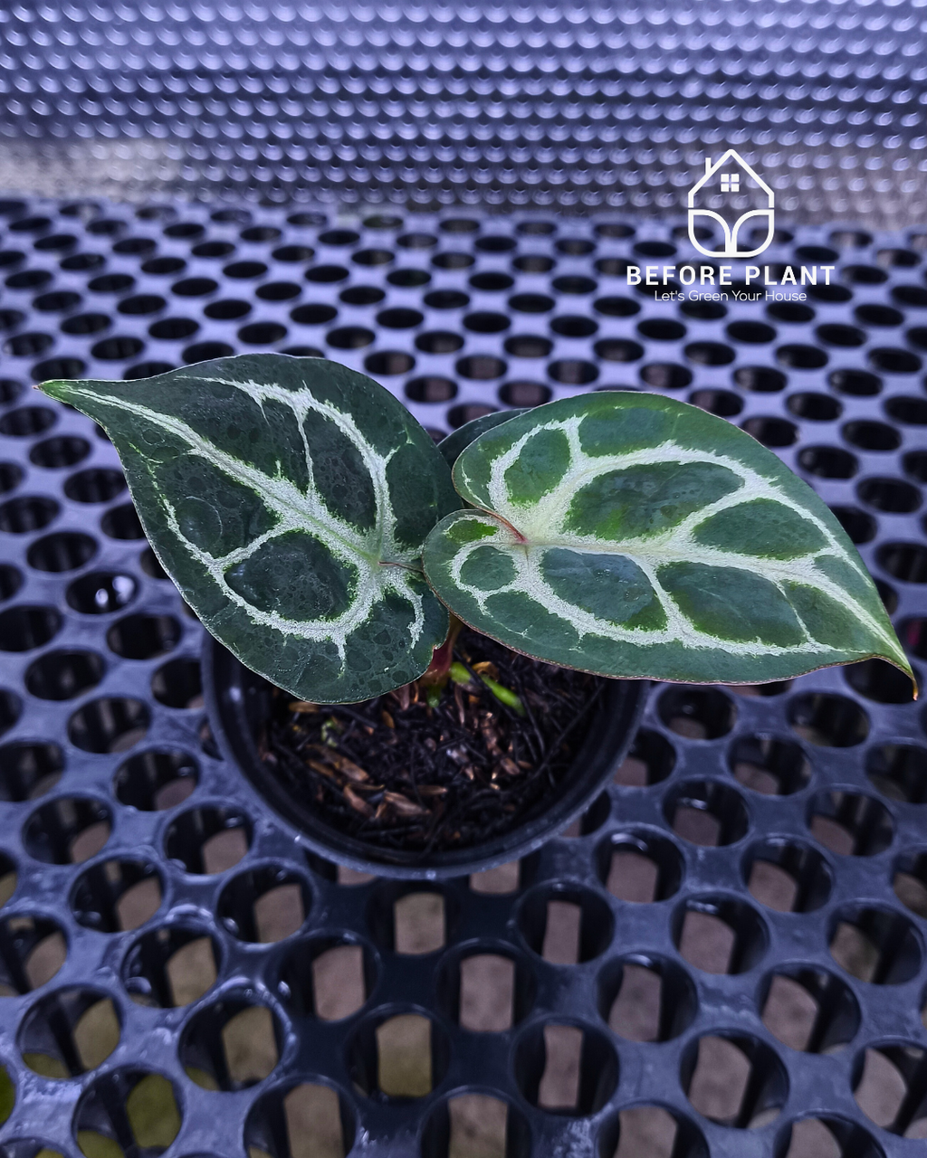 Anthurium Dorayaki x Red Tiger