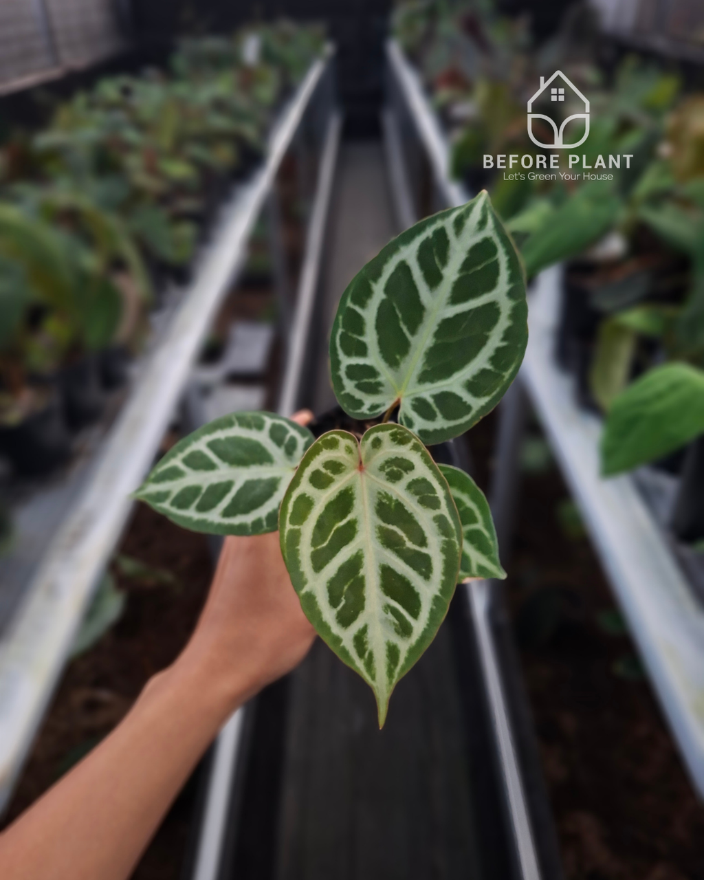 Anthurium Silver x Michelle