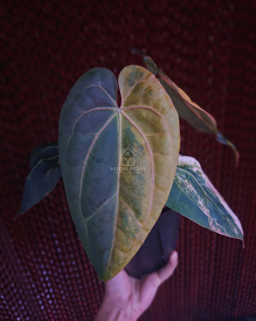 Anthurium Black Venom x Twilight Armor