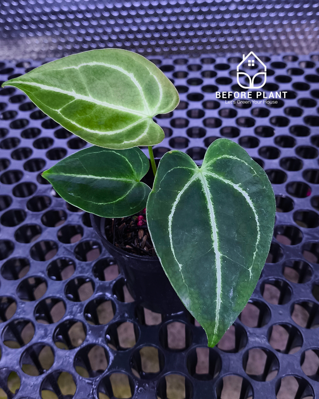 Anthurium Porti NSE x Dressleri NSE