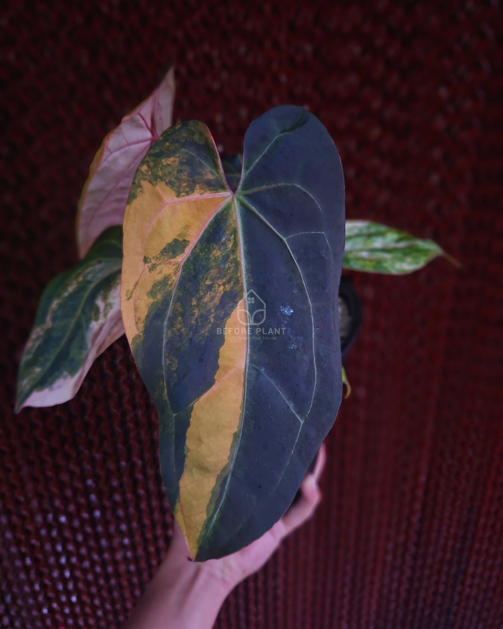 Anthurium Black Venom x Twilight Armor