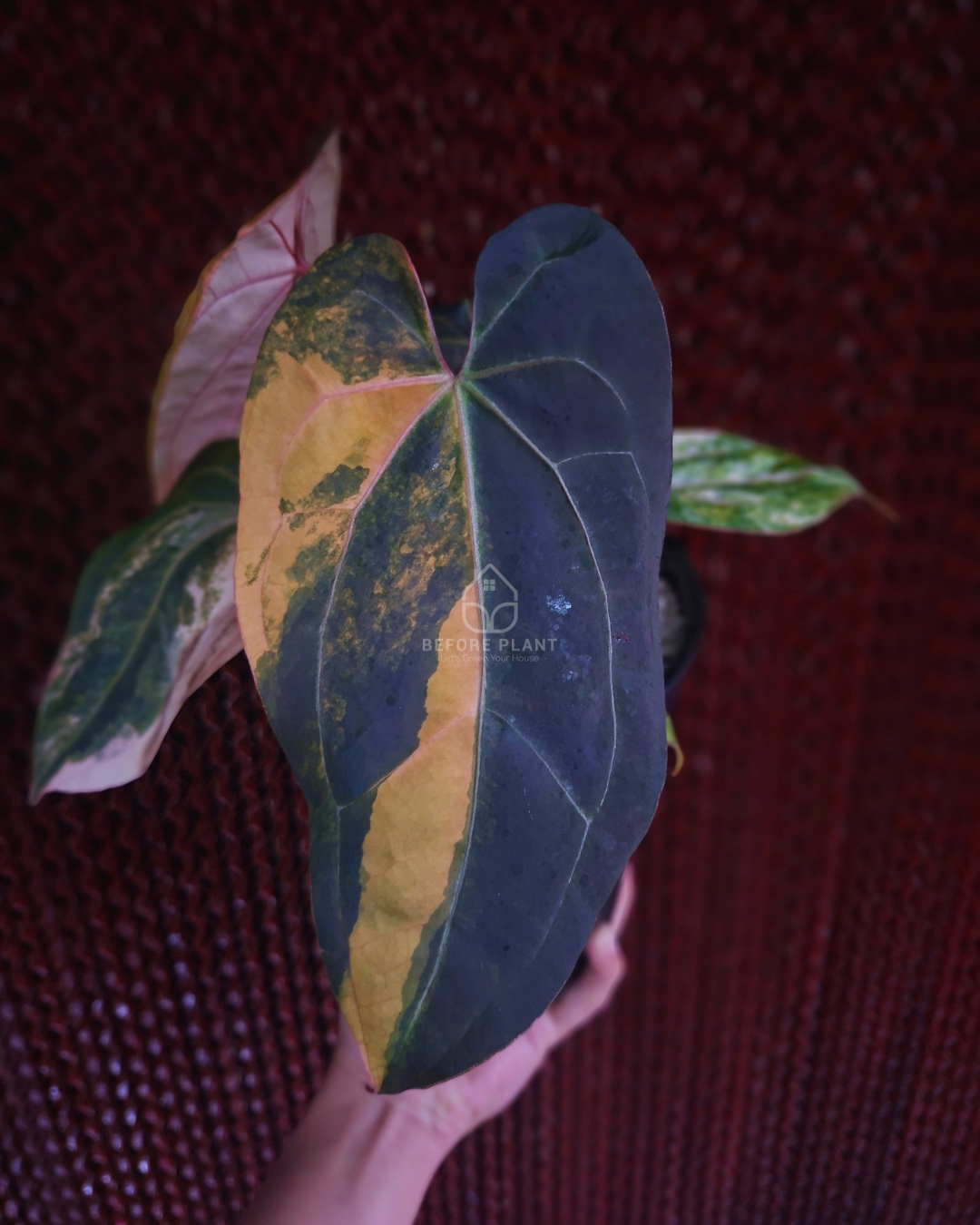 Anthurium Black Venom x Twilight Armor