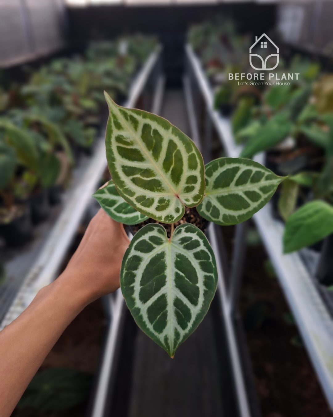 Anthurium Silver x Michelle