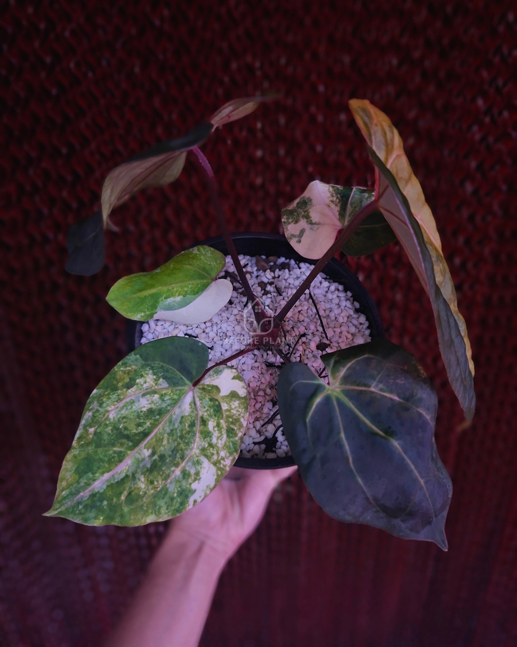 Anthurium Black Venom x Twilight Armor