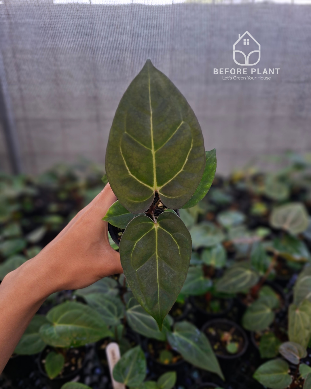 Anthurium Carla x Golden Sunrise RVDP