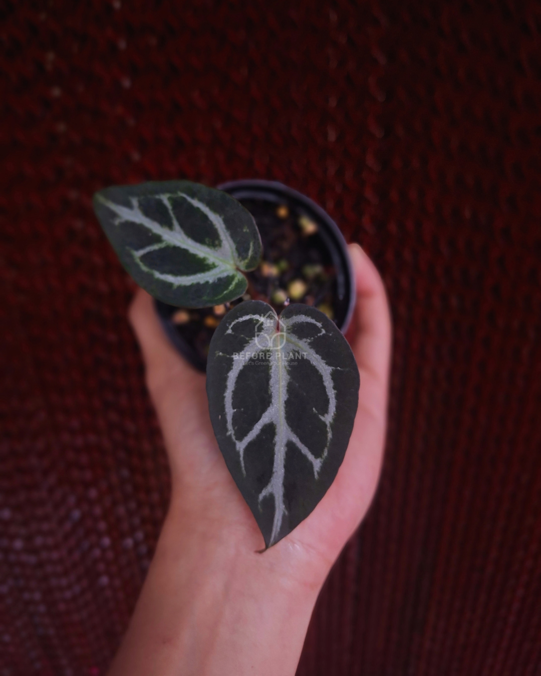 Anthurium Silver Butterfly x Michelle