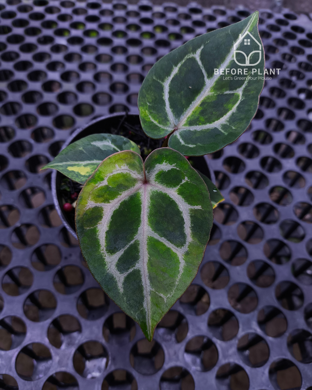 Anthurium Michelle x Silver Blush KOS/HU