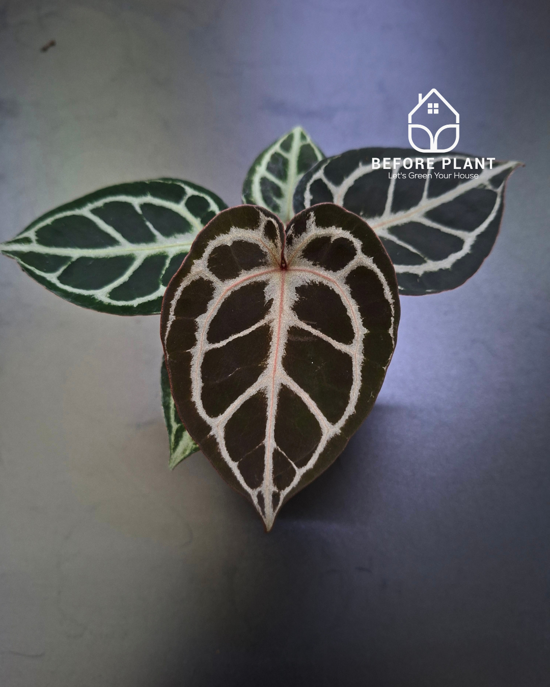 Anthurium Purple Tiger