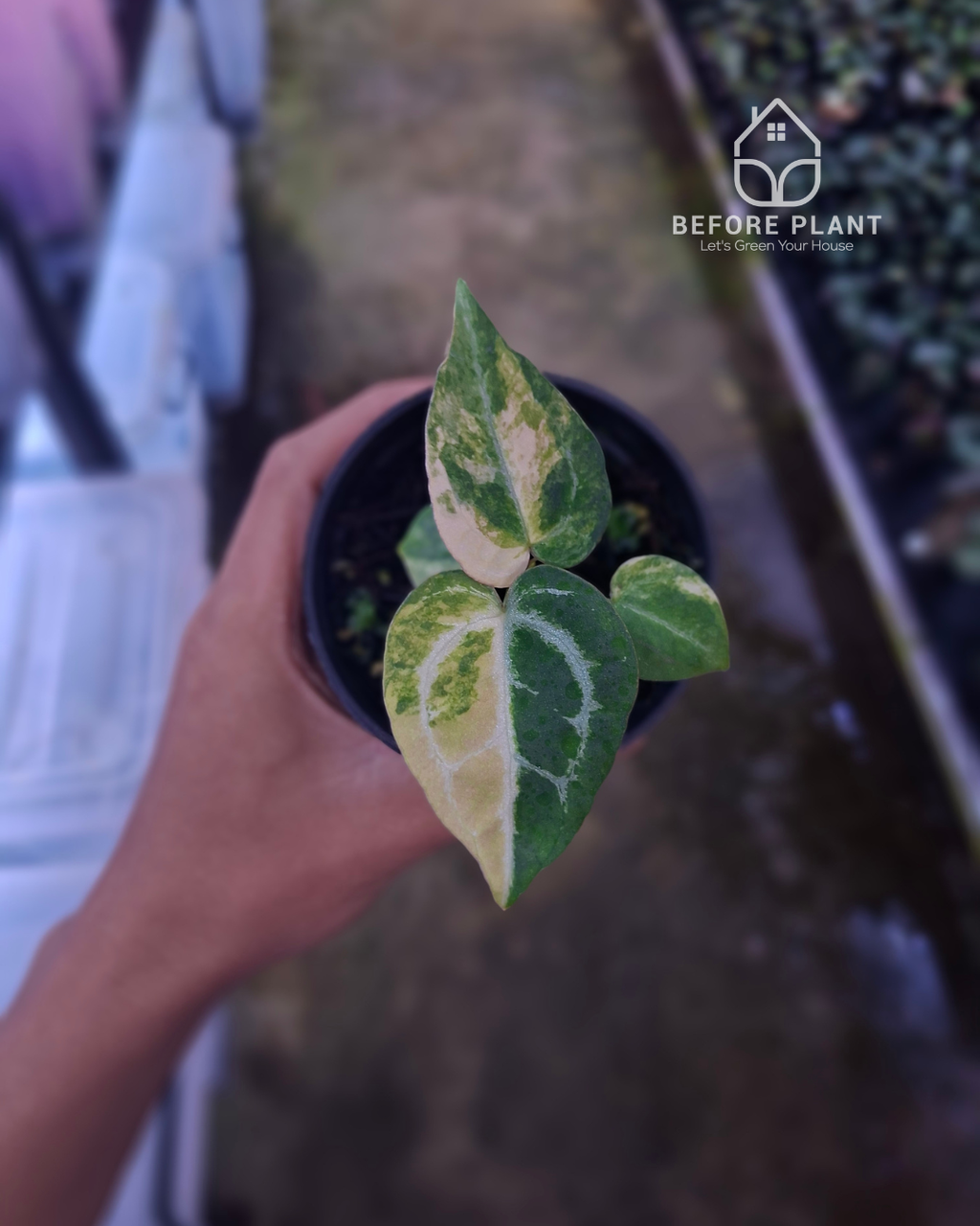Anthurium Papillilaminum Variegated x Michelle