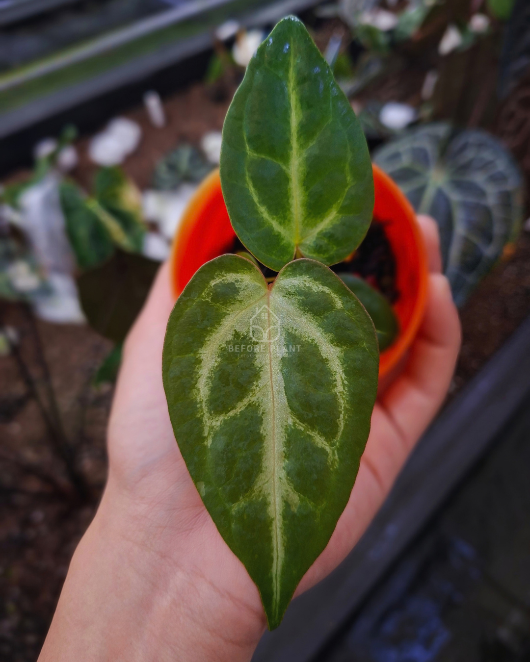 Anthurium Indigo x Panglima