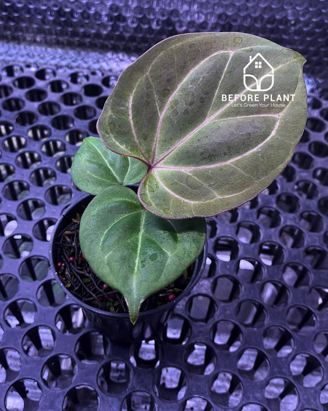 Anthurium King of Spades (HU) Seedling