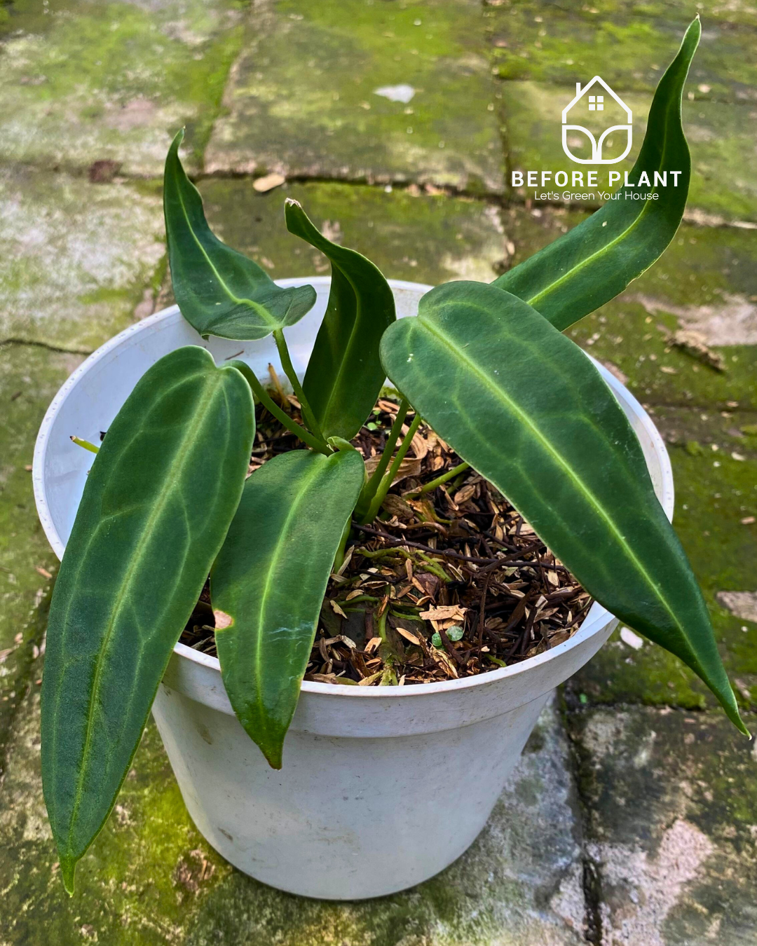 Anthurium Warocqueanum