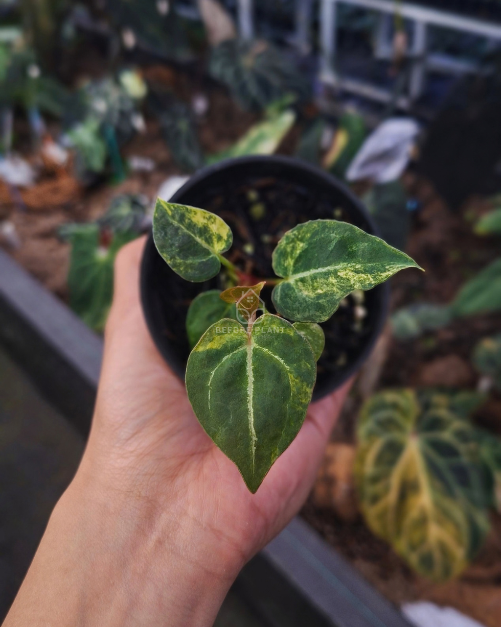 Anthurium Papi Var AOS Tezula x Michelle Variegated