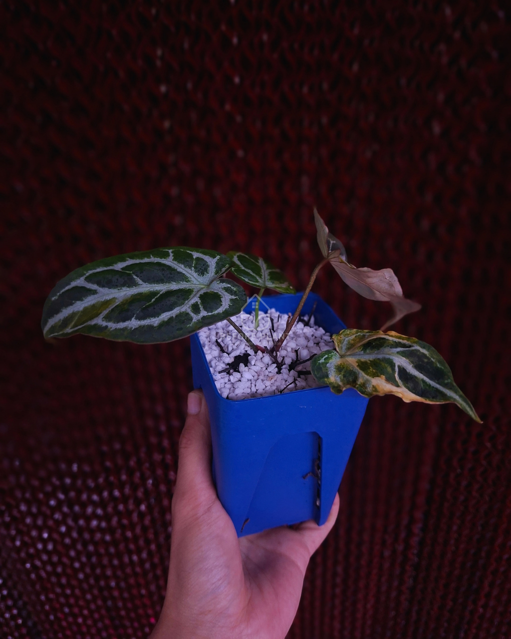 Anthurium Magna x Hellboy