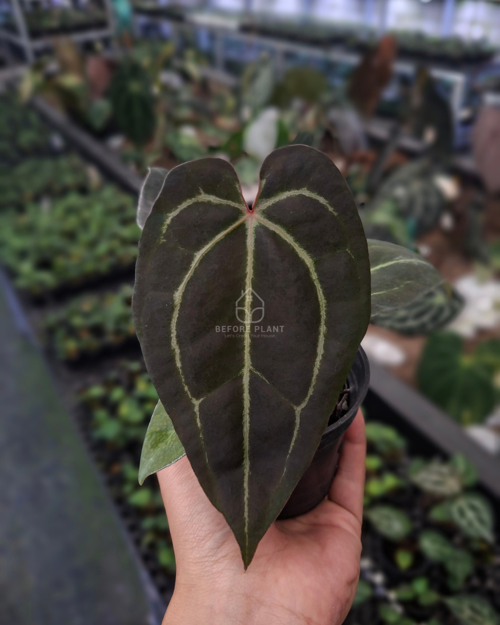 Anthurium Black Venom x RVC Michelle ( Standard form )