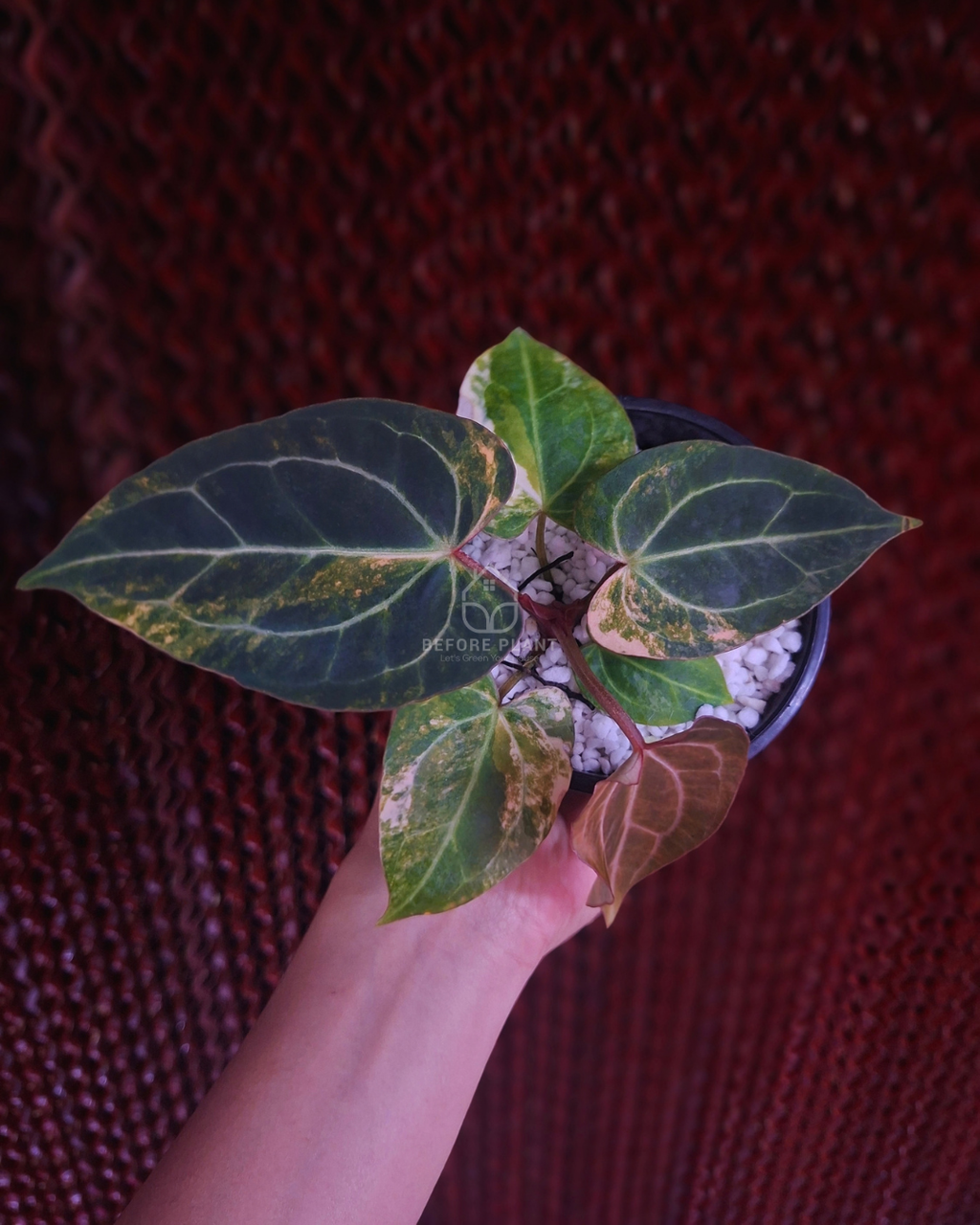 Anthurium Black Venom x Angela Black Widow ( Variegated Form )