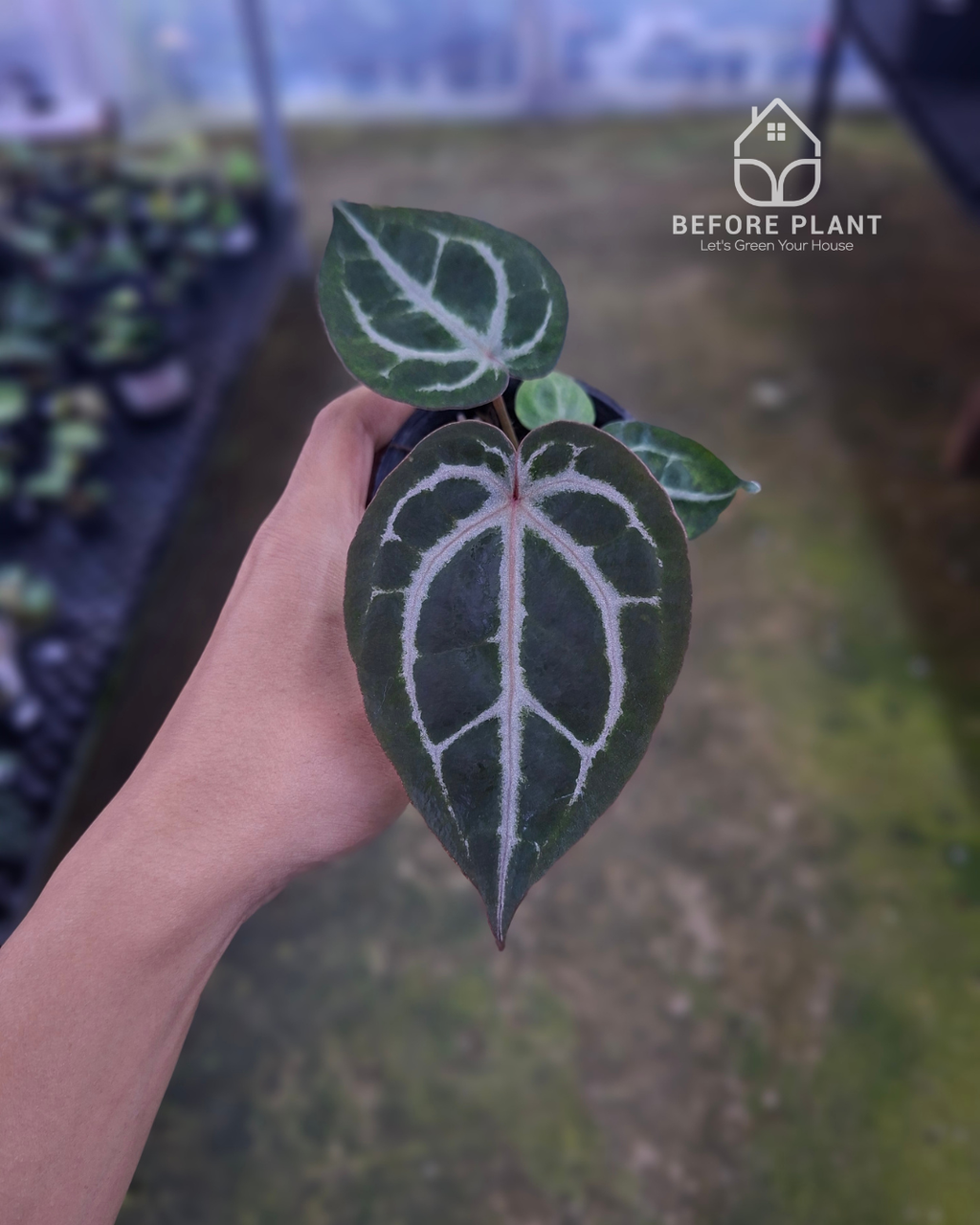 Anthurium Indigo x Red Tiger