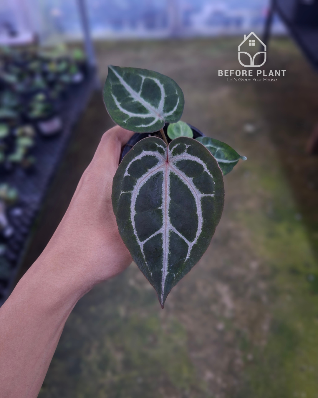 Anthurium Indigo x Red Tiger