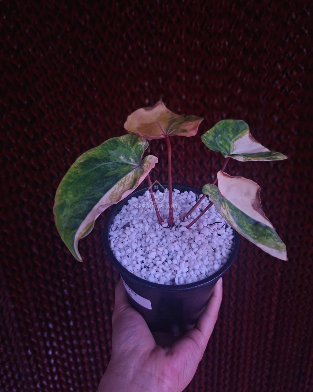 Anthurium Papi Pink x Red Crystal