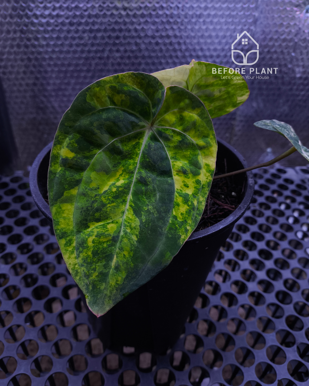Anthurium Papillilaminum Variegated x Red Vein Dark Phoenix (RVDP)